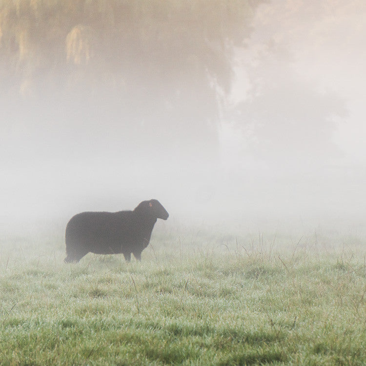 Black Welsh Mountain Sheep In the Mist